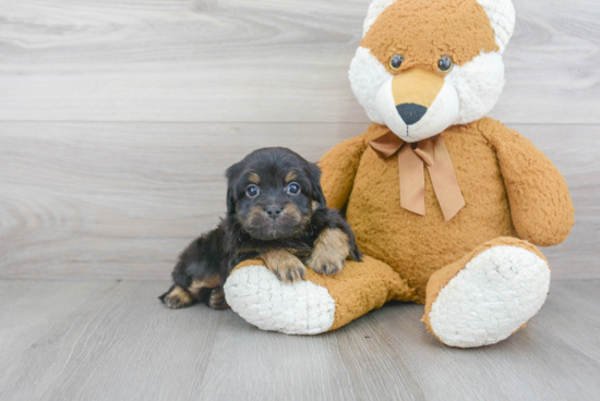 Funny Mini Aussiedoodle Poodle Mix Pup