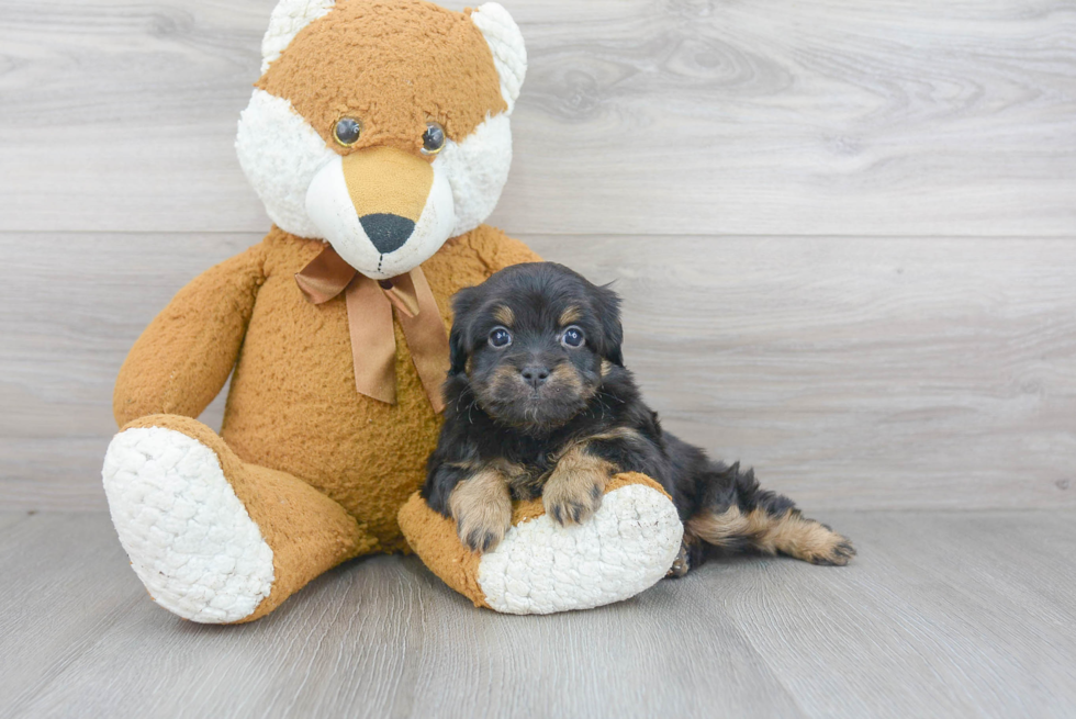 Funny Mini Aussiedoodle Poodle Mix Pup