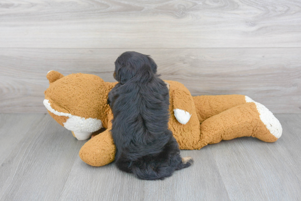 Cute Mini Aussiedoodle Baby