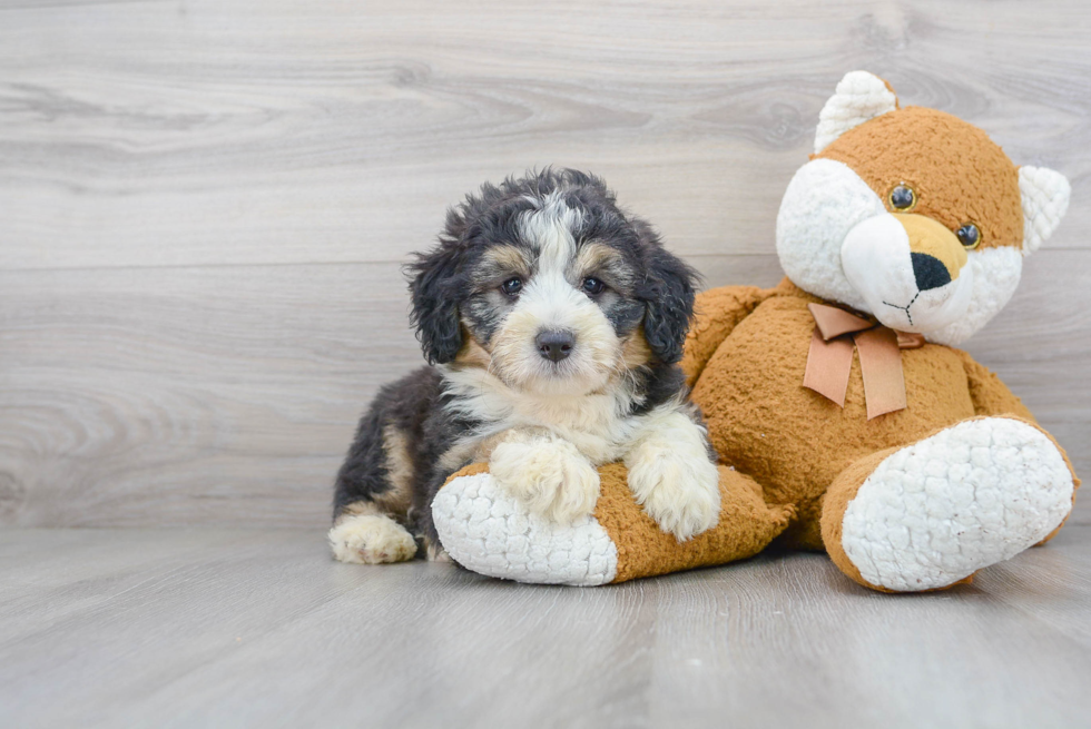 Mini Aussiedoodle Pup Being Cute