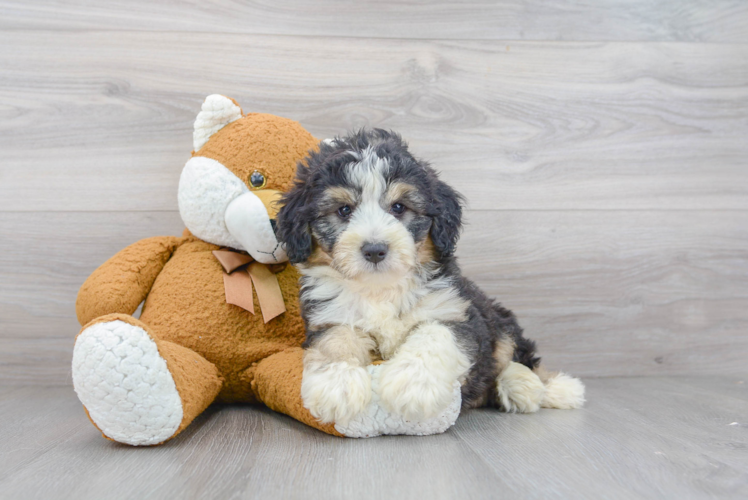 Best Mini Aussiedoodle Baby