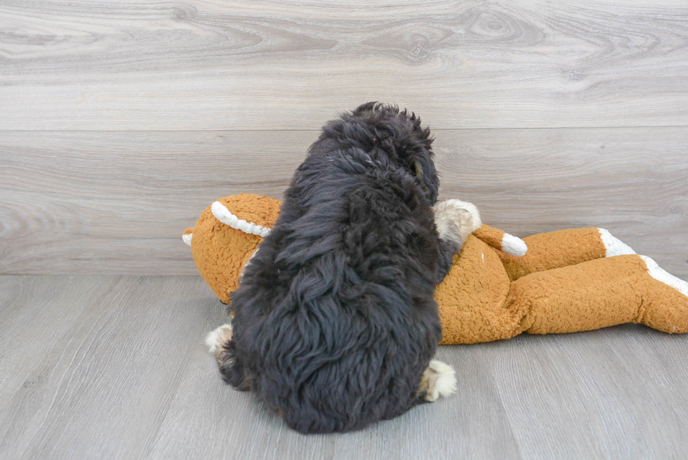 Funny Mini Aussiedoodle Poodle Mix Pup