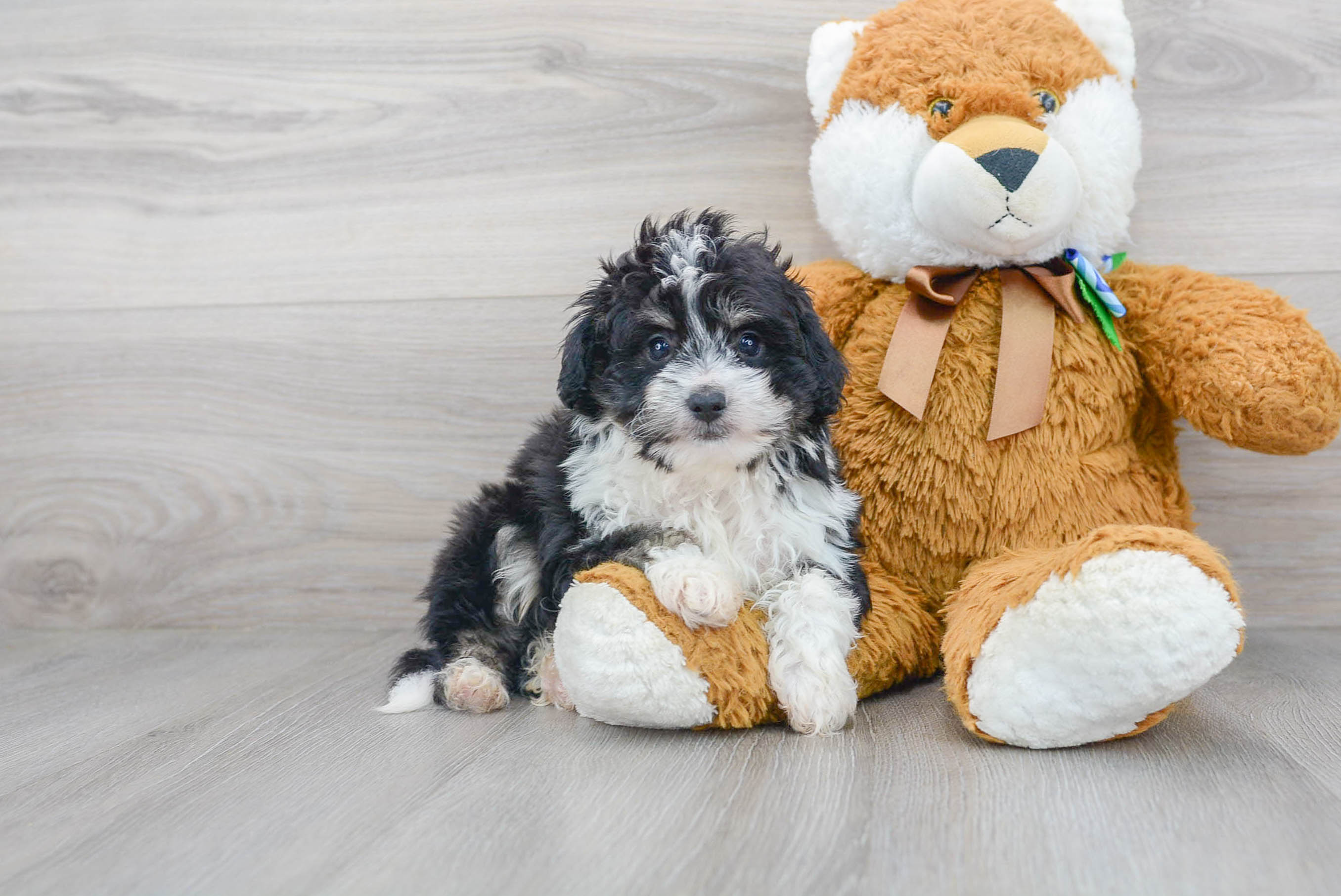 Smart Mini Aussiedoodle Poodle Mix Pup