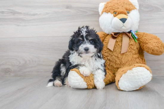 Smart Mini Aussiedoodle Poodle Mix Pup