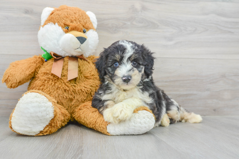 Smart Mini Aussiedoodle Poodle Mix Pup