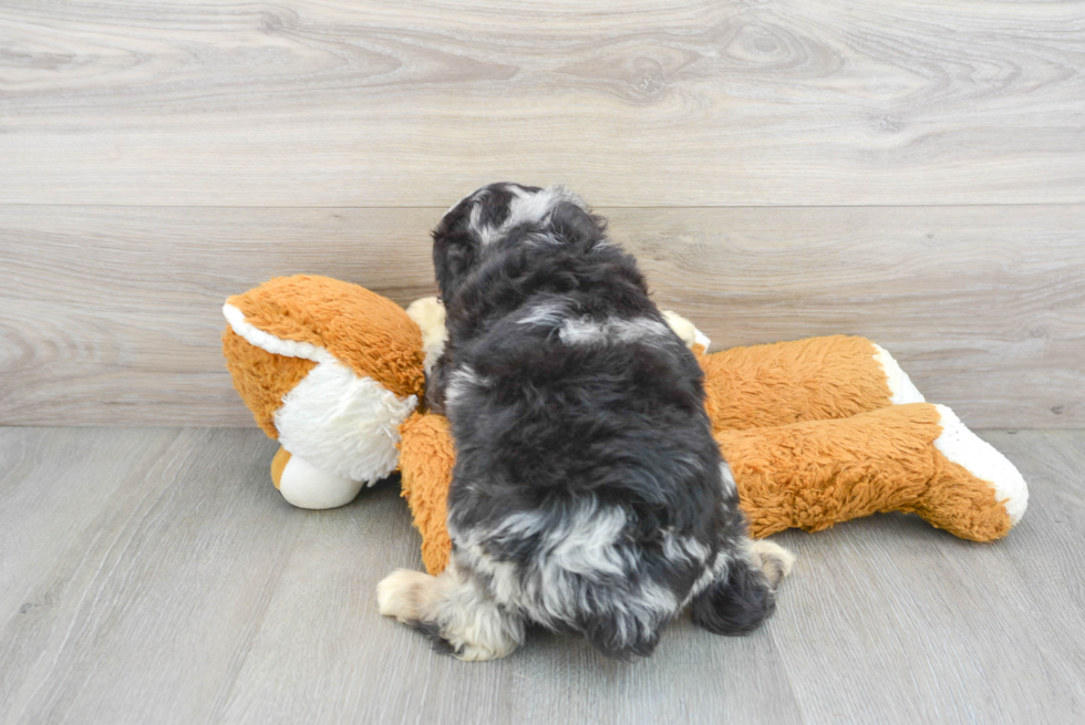 Energetic Aussiepoo Poodle Mix Puppy