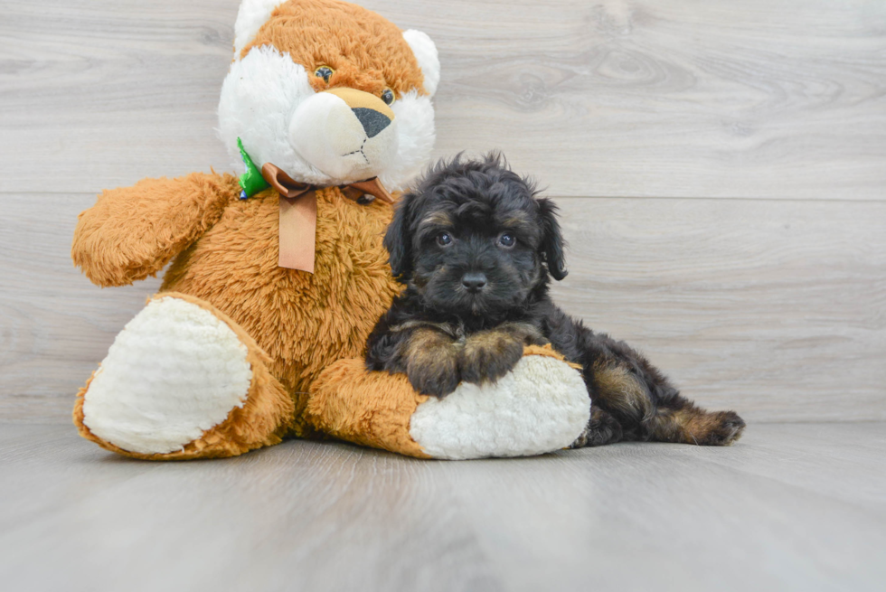 Little Aussiepoo Poodle Mix Puppy