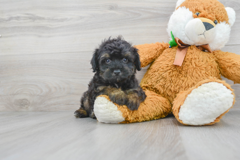 Best Mini Aussiedoodle Baby