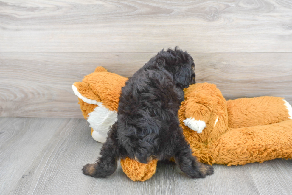 Mini Aussiedoodle Pup Being Cute