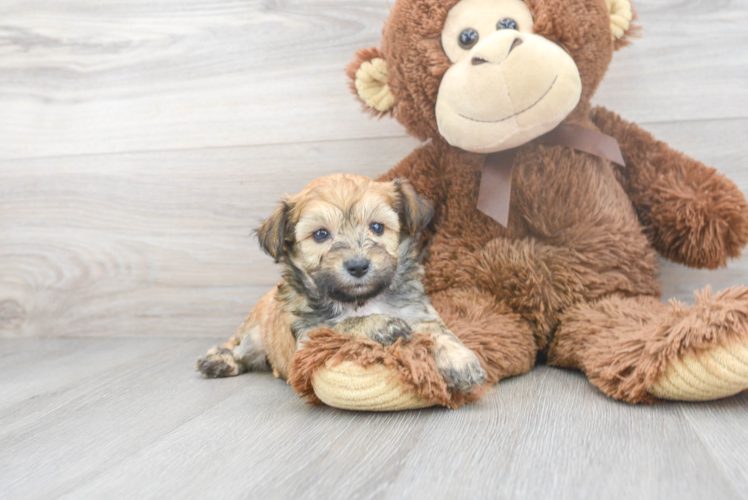 Friendly Mini Aussiedoodle Baby