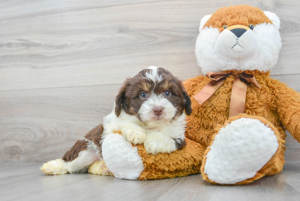 Adorable Aussiepoo Poodle Mix Puppy