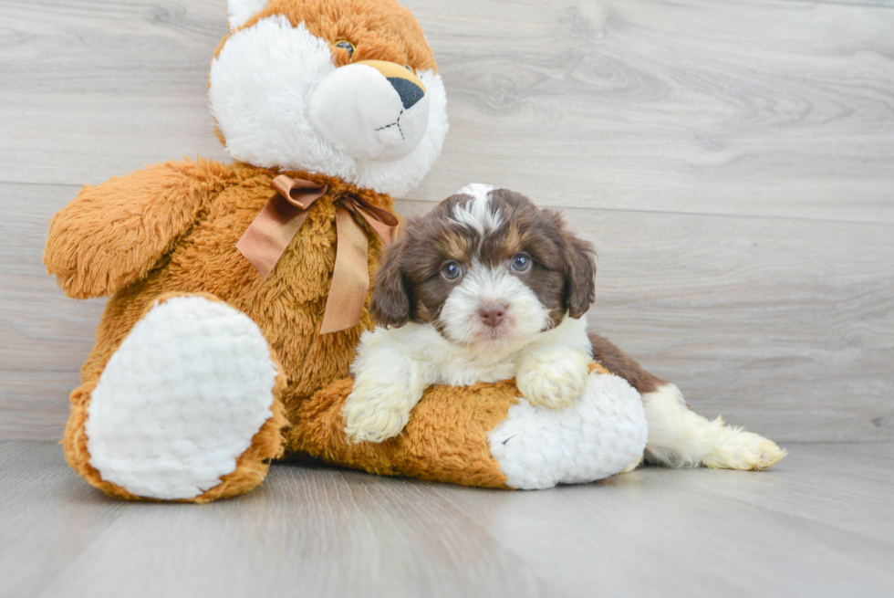 Funny Mini Aussiedoodle Poodle Mix Pup