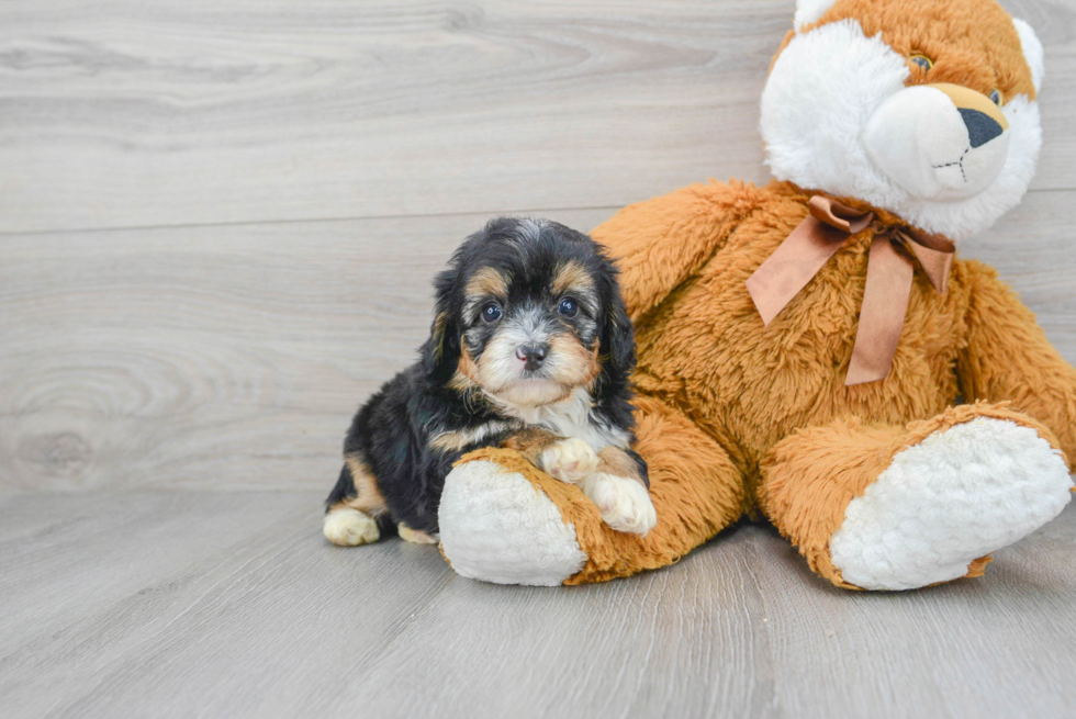 Small Mini Aussiedoodle Baby