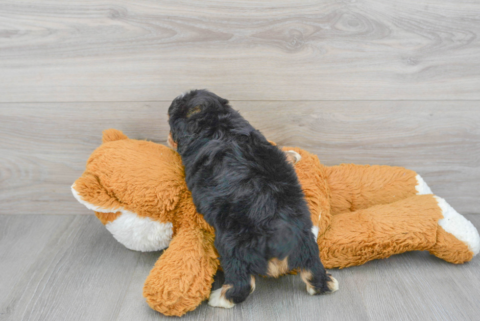 Funny Mini Aussiedoodle Poodle Mix Pup