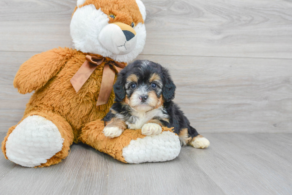 Little Aussiepoo Poodle Mix Puppy