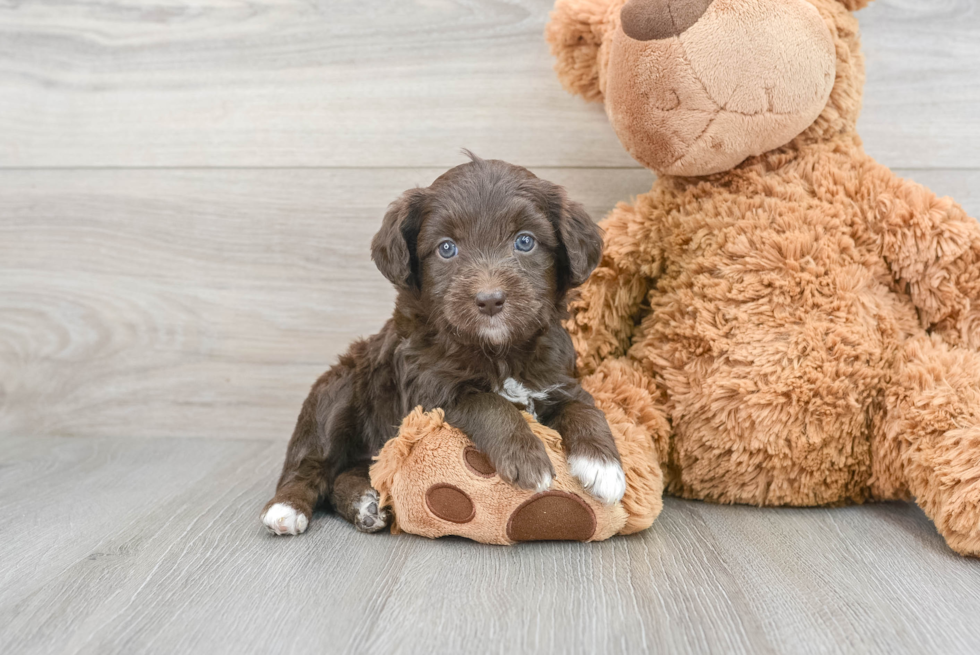 Fluffy Mini Aussiedoodle Poodle Mix Pup