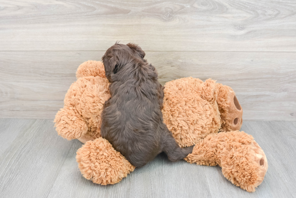 Mini Aussiedoodle Pup Being Cute