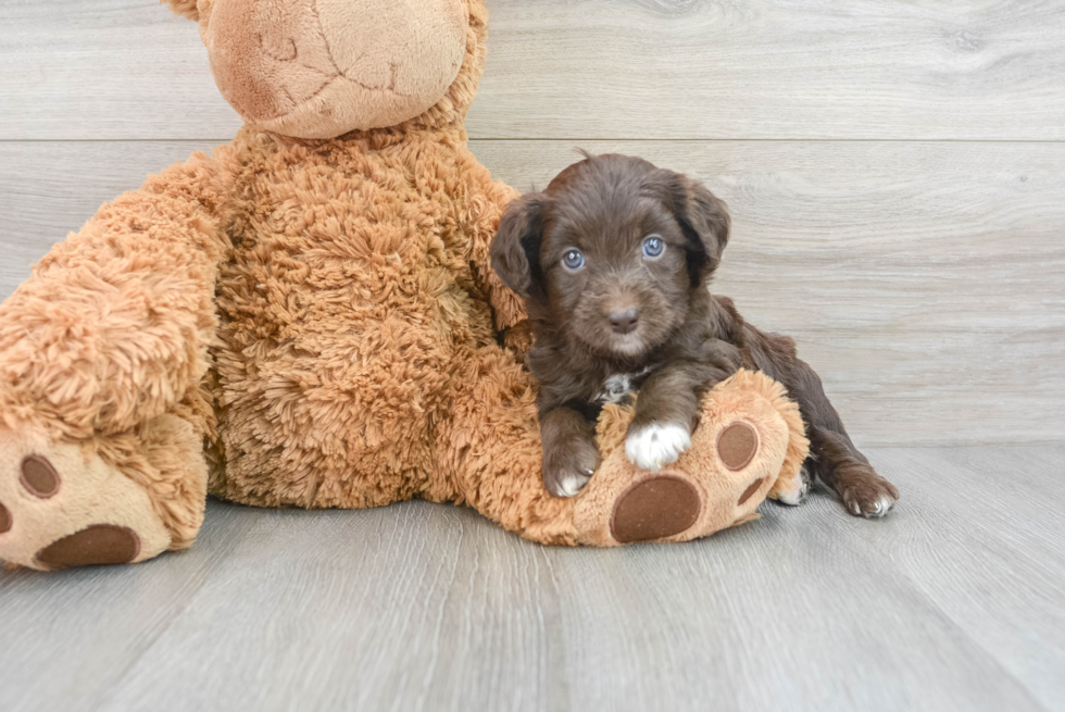 Mini Aussiedoodle Pup Being Cute