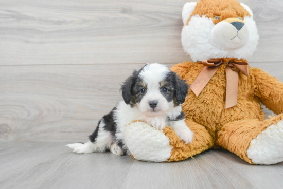 Smart Mini Aussiedoodle Poodle Mix Pup