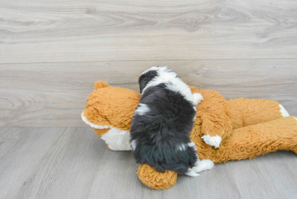 Mini Aussiedoodle Puppy for Adoption