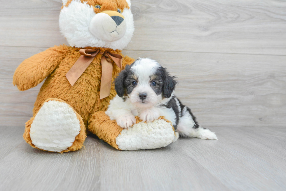 Best Mini Aussiedoodle Baby