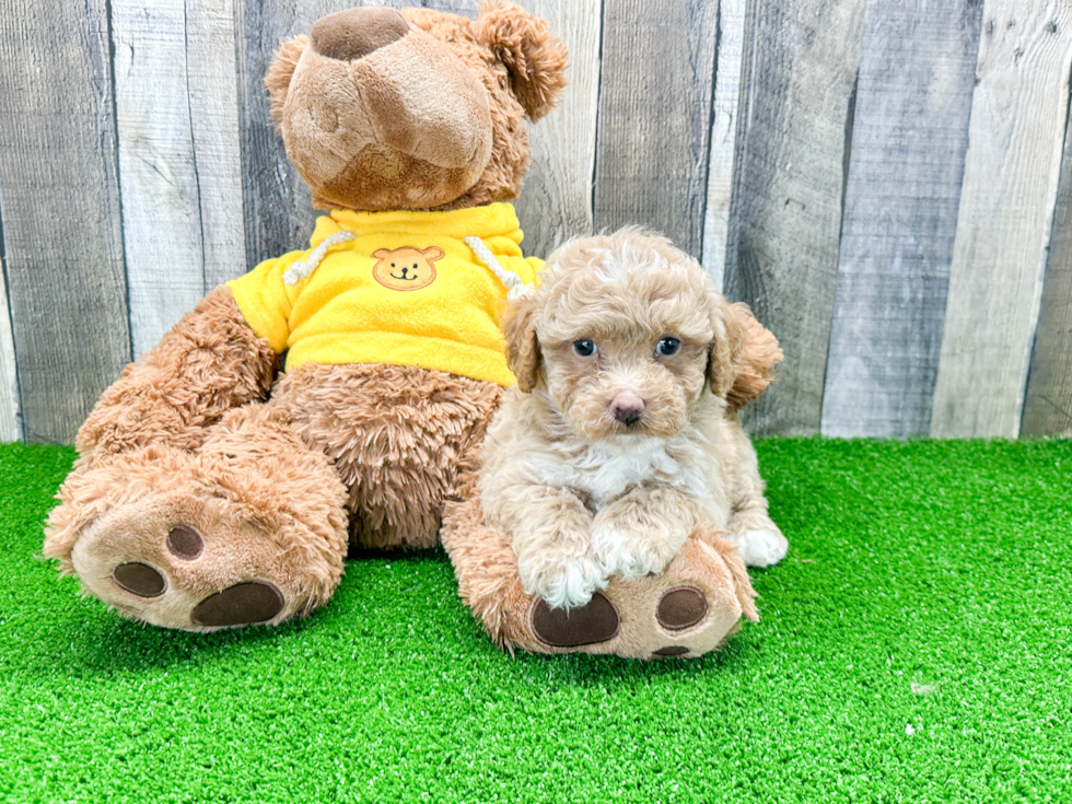 Popular Mini Aussiedoodle Poodle Mix Pup