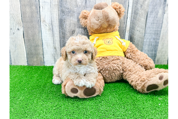 Playful Aussiepoo Poodle Mix Puppy