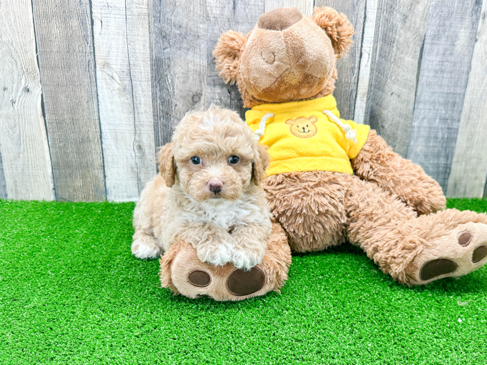 Playful Aussiepoo Poodle Mix Puppy