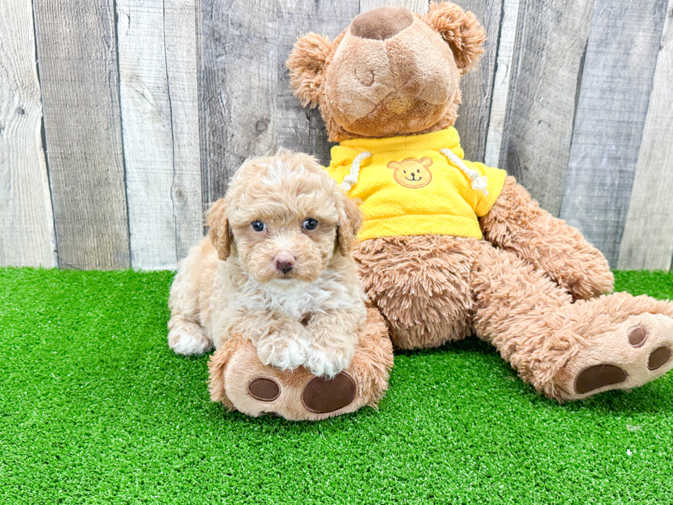 Best Mini Aussiedoodle Baby