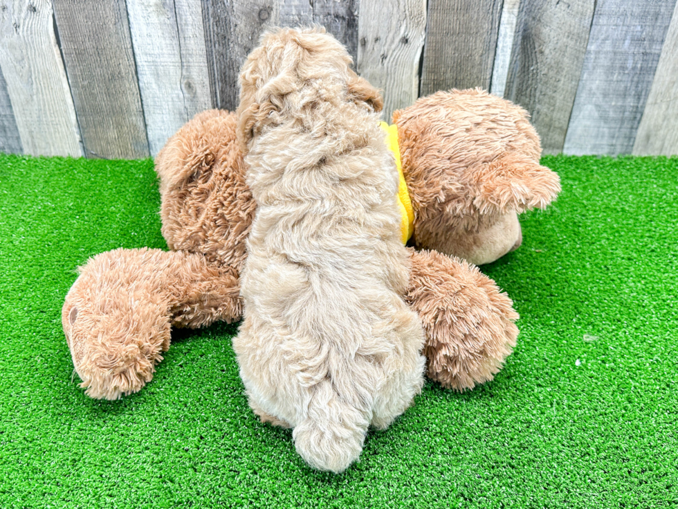 Best Mini Aussiedoodle Baby