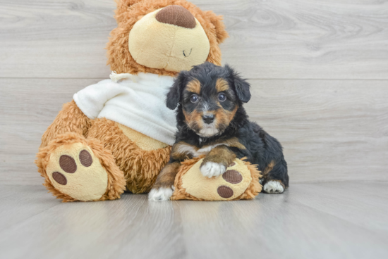 Smart Mini Aussiedoodle Poodle Mix Pup