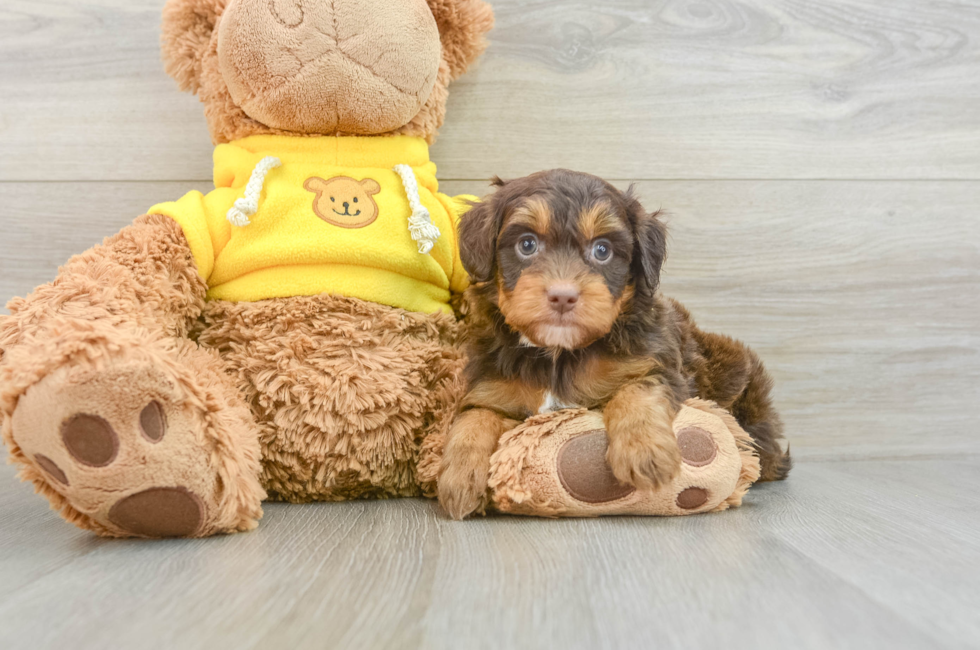 6 week old Mini Aussiedoodle Puppy For Sale - Premier Pups