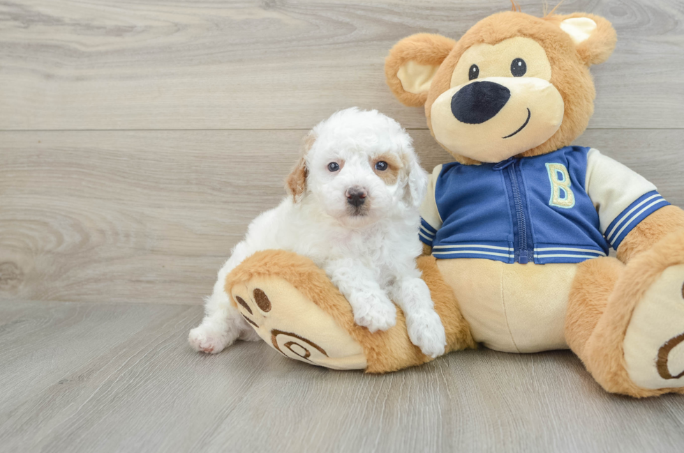 5 week old Mini Aussiedoodle Puppy For Sale - Premier Pups