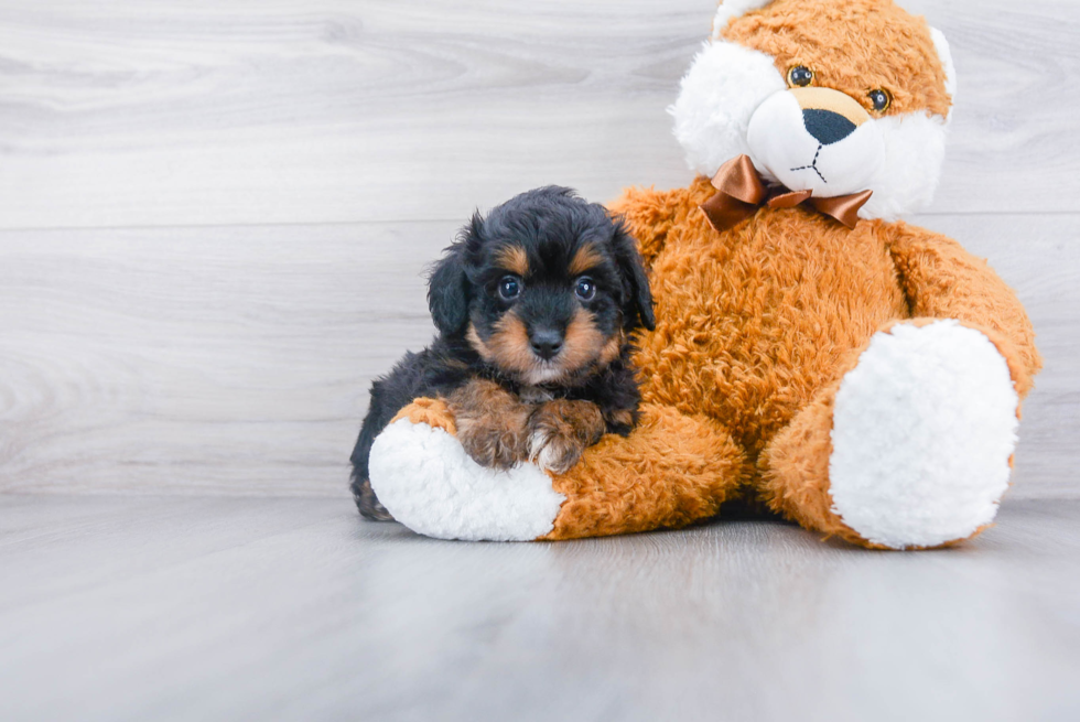 Energetic Aussiepoo Poodle Mix Puppy