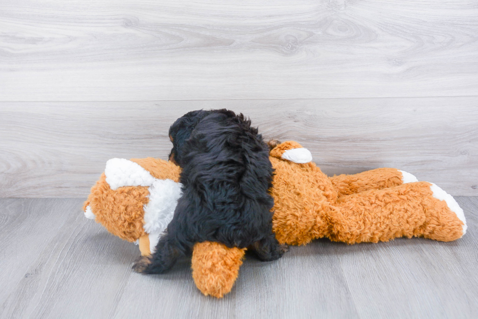 Mini Aussiedoodle Pup Being Cute