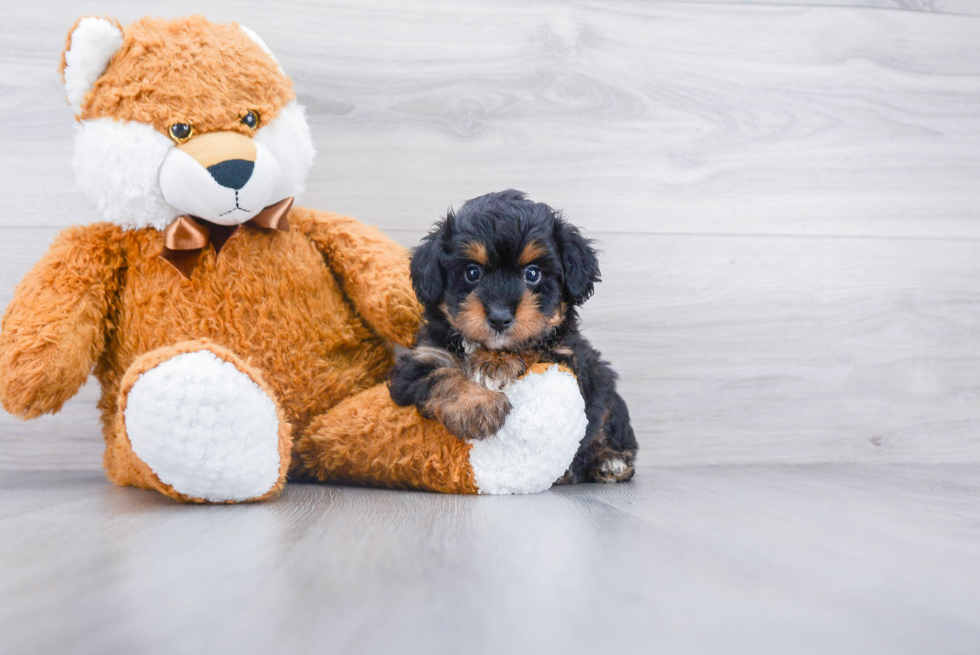 Best Mini Aussiedoodle Baby