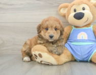 8 week old Mini Aussiedoodle Puppy For Sale - Premier Pups