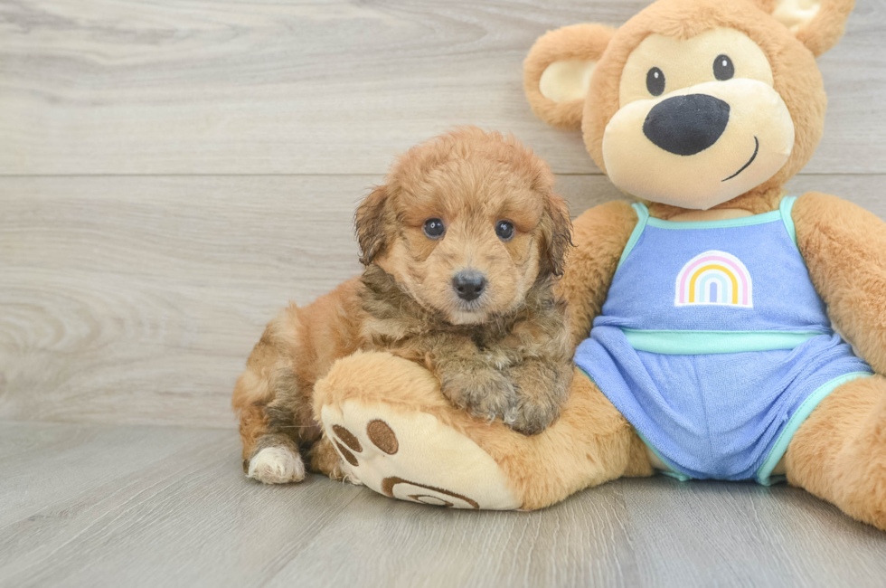 5 week old Mini Aussiedoodle Puppy For Sale - Premier Pups