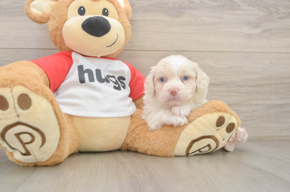 5 week old Mini Aussiedoodle Puppy For Sale - Premier Pups