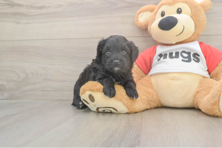Mini Aussiedoodle Pup Being Cute