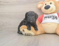 7 week old Mini Aussiedoodle Puppy For Sale - Premier Pups