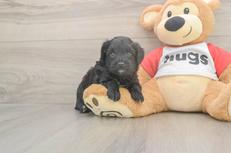 5 week old Mini Aussiedoodle Puppy For Sale - Premier Pups