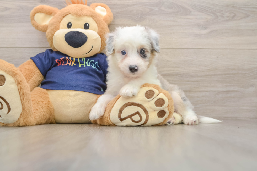 Mini Aussiedoodle Pup Being Cute