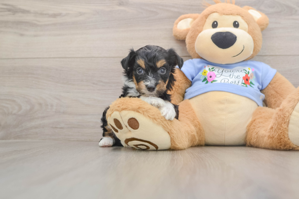 Best Mini Aussiedoodle Baby
