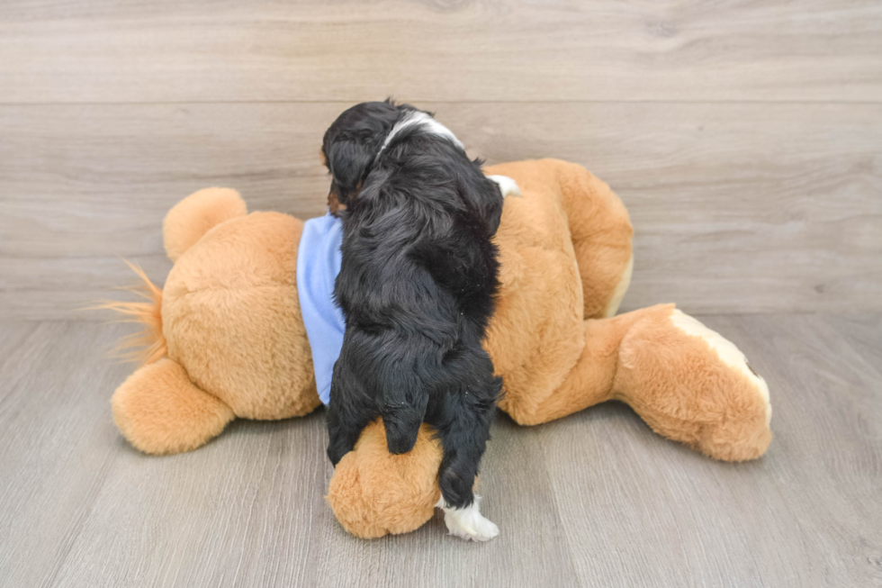 Playful Aussiepoo Poodle Mix Puppy