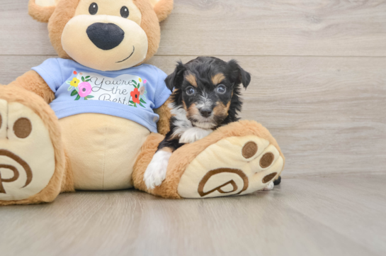 Funny Mini Aussiedoodle Poodle Mix Pup