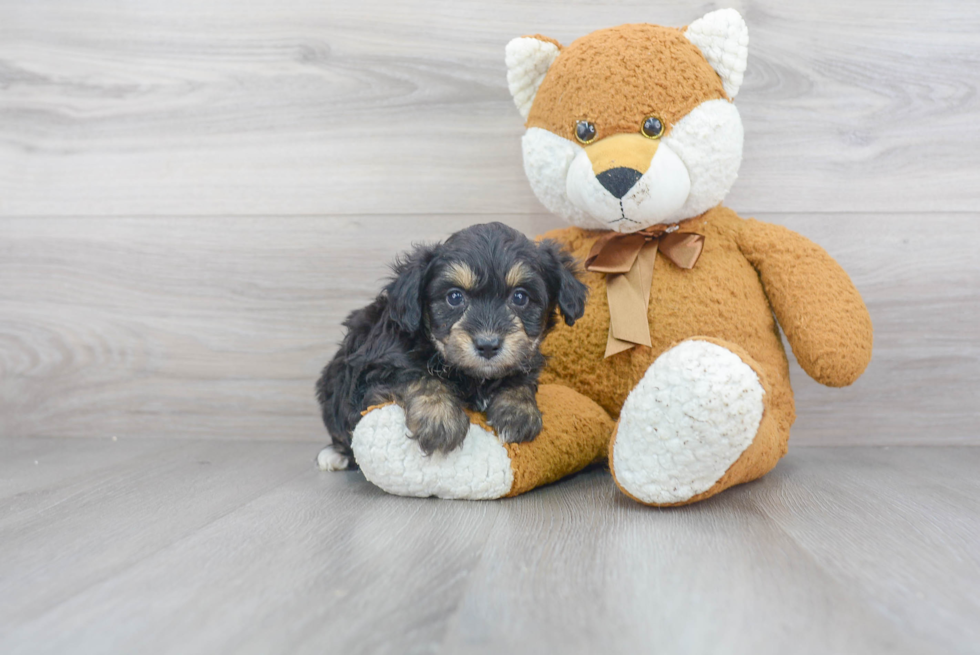 Best Mini Aussiedoodle Baby