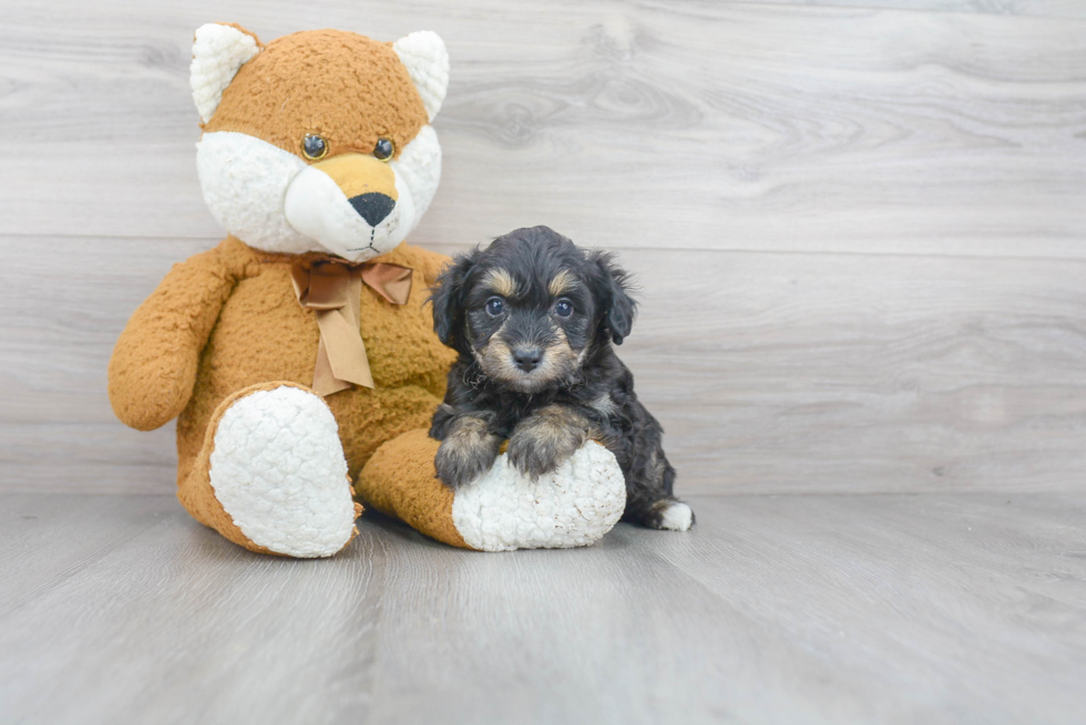 Mini Aussiedoodle Pup Being Cute