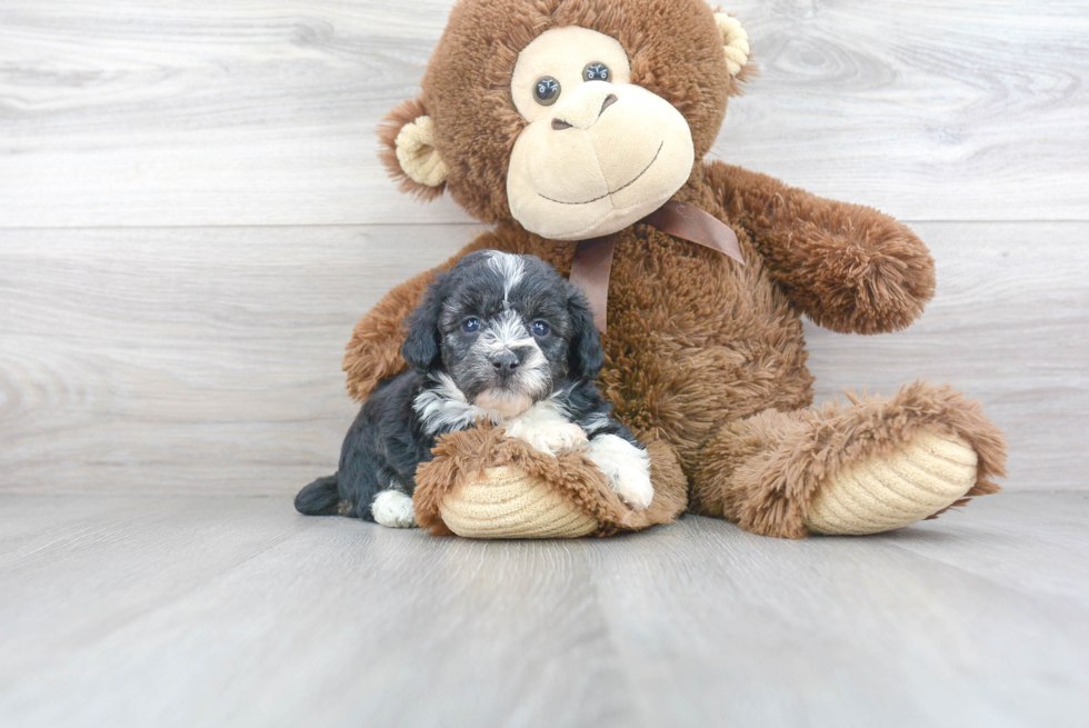 Little Aussiepoo Poodle Mix Puppy