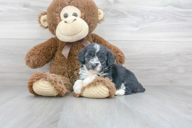 Mini Aussiedoodle Pup Being Cute